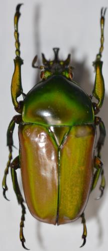 Taurhina stanleyi elgonensis